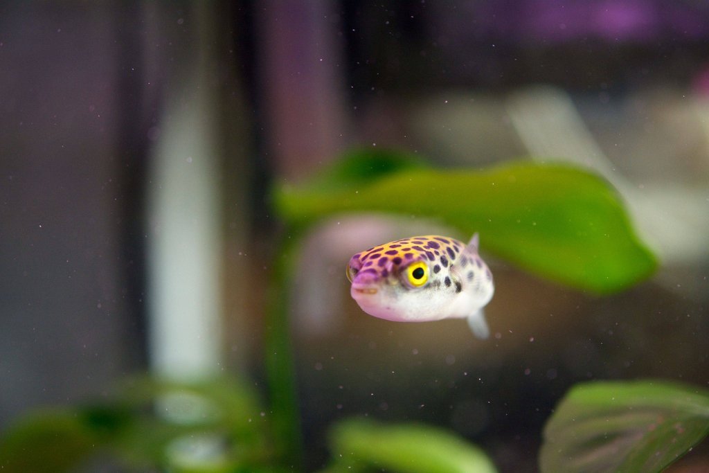 caring for green spotted