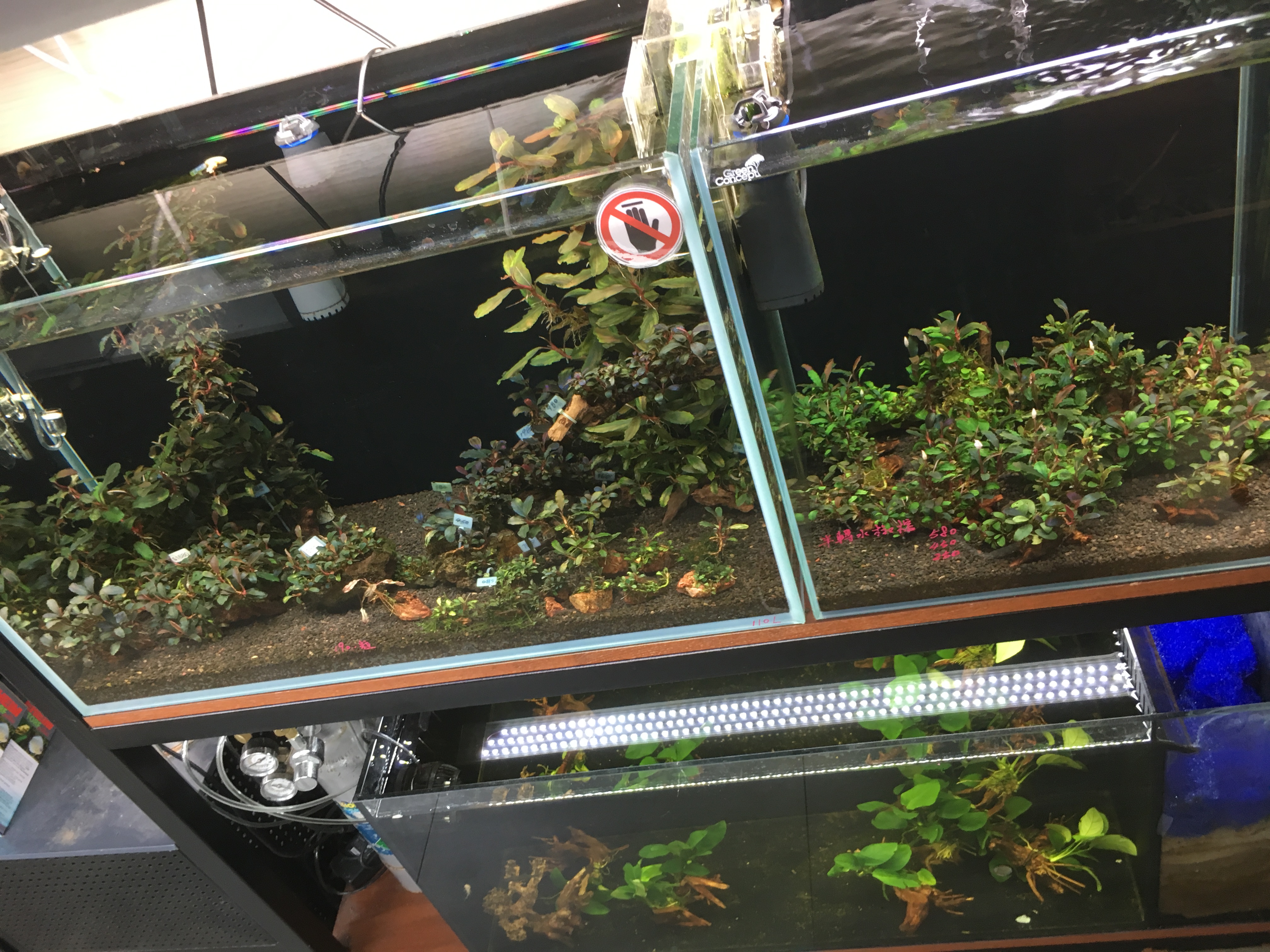 Visited Aquascape Local Fish Stores in Asia! - Pet Zone Tropical Fish ...