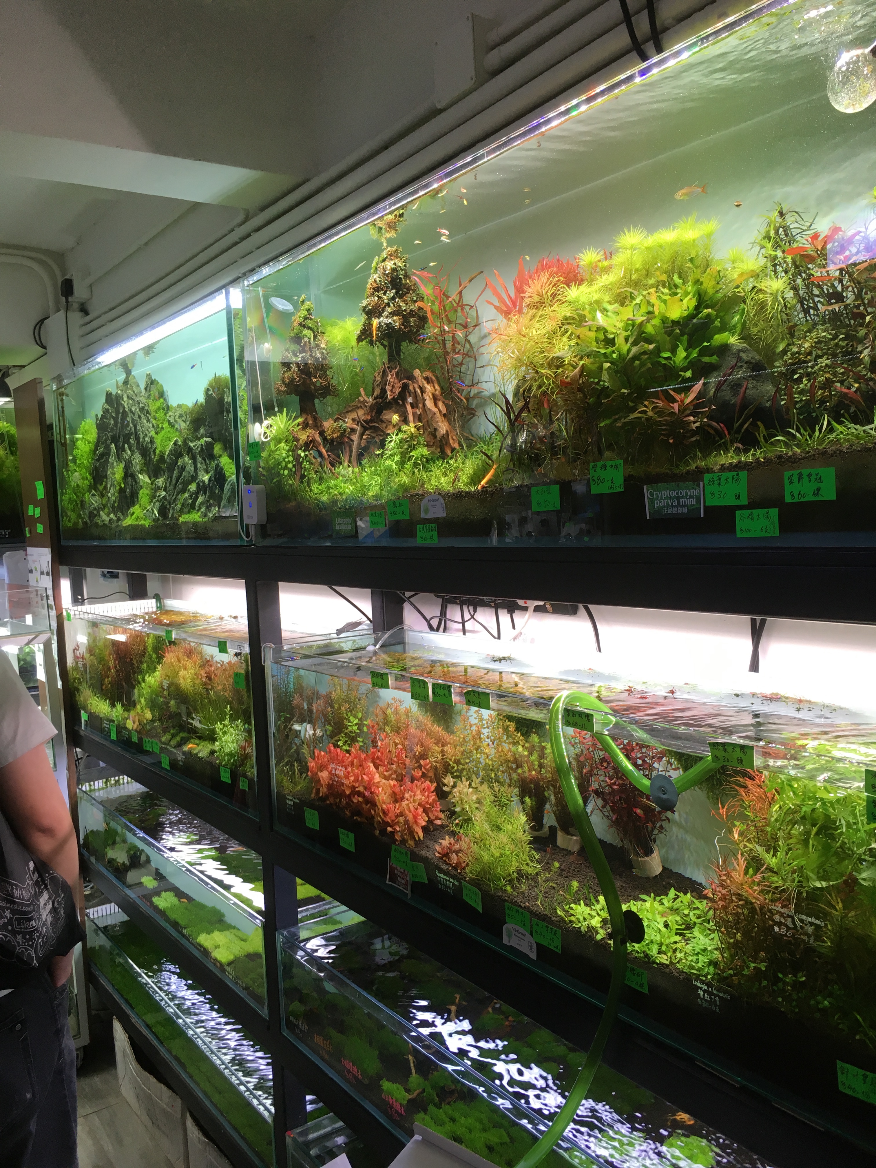 aquarium plants shop near me