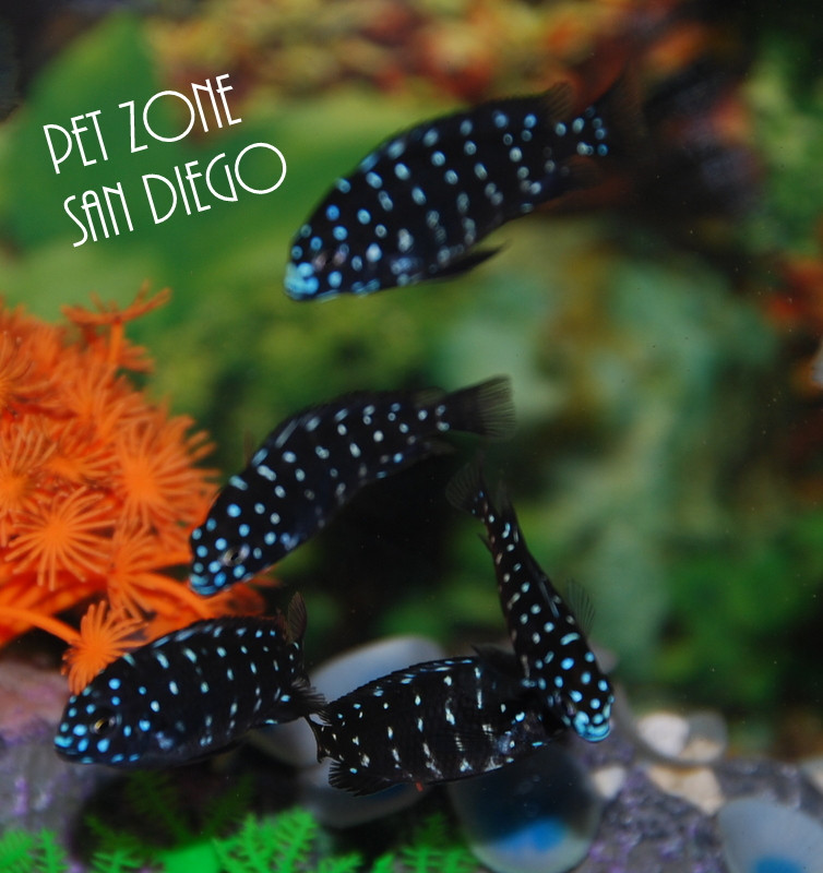 Tanganyikan Cichlids For Sale: Tropheus Duboisi Cichlid