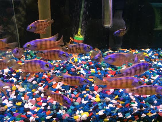taiwan reef cichlid protomelas