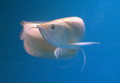 Carnivorous Tropical Fish: Albino Silver Arowana