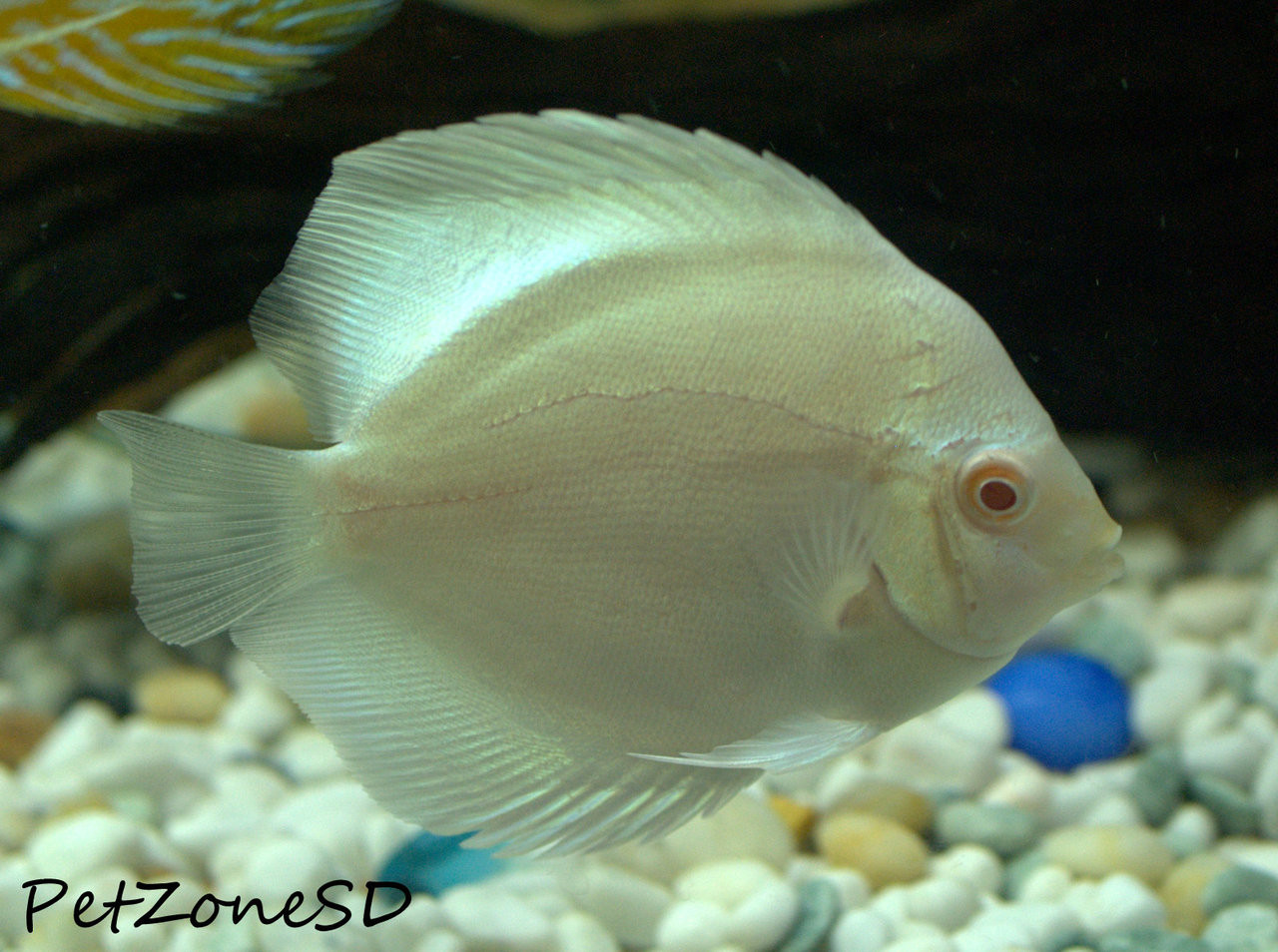 discus tank size