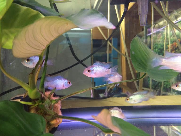 Freshwater Fish For Sale: Electric Blue Acara Cichlid