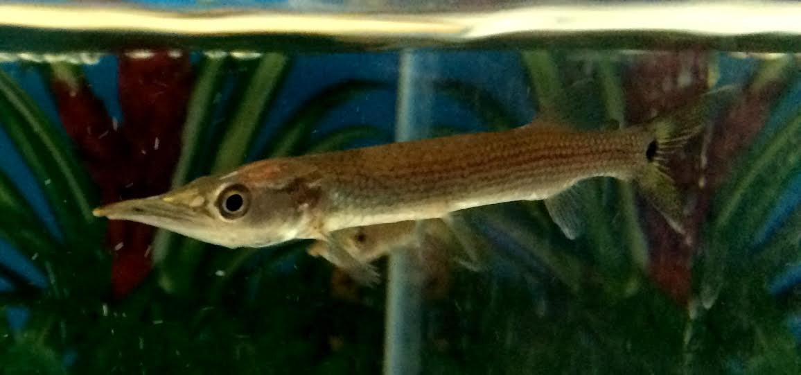 carnivore freshwater fish freshwater