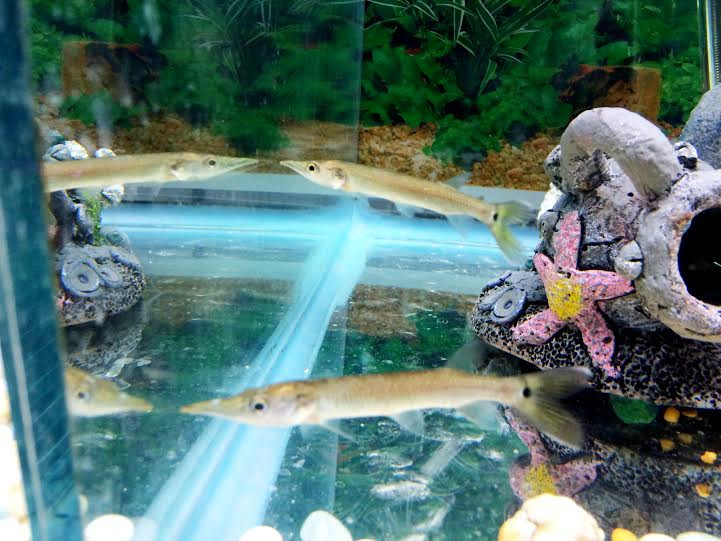carnivore freshwater fish freshwater