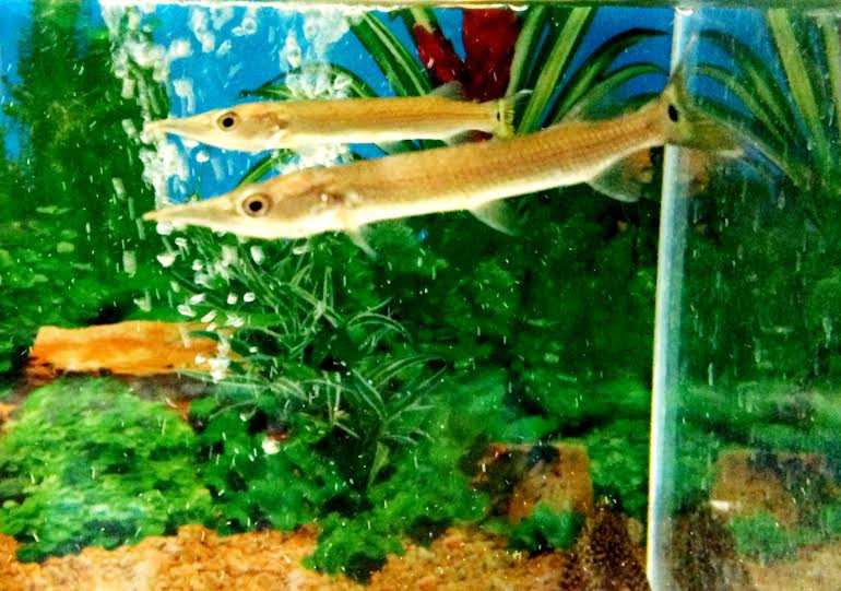 carnivore freshwater fish freshwater
