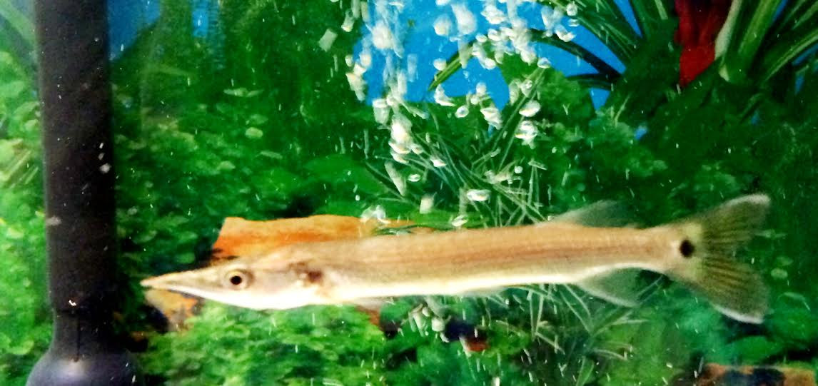 carnivore freshwater fish freshwater
