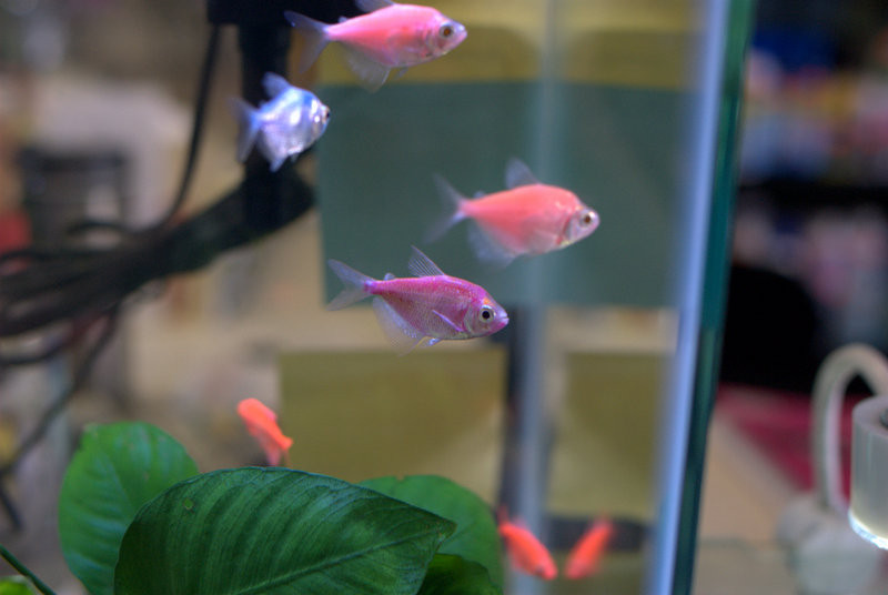 freshwater fish for sale