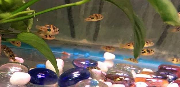 freshwater fish for sale