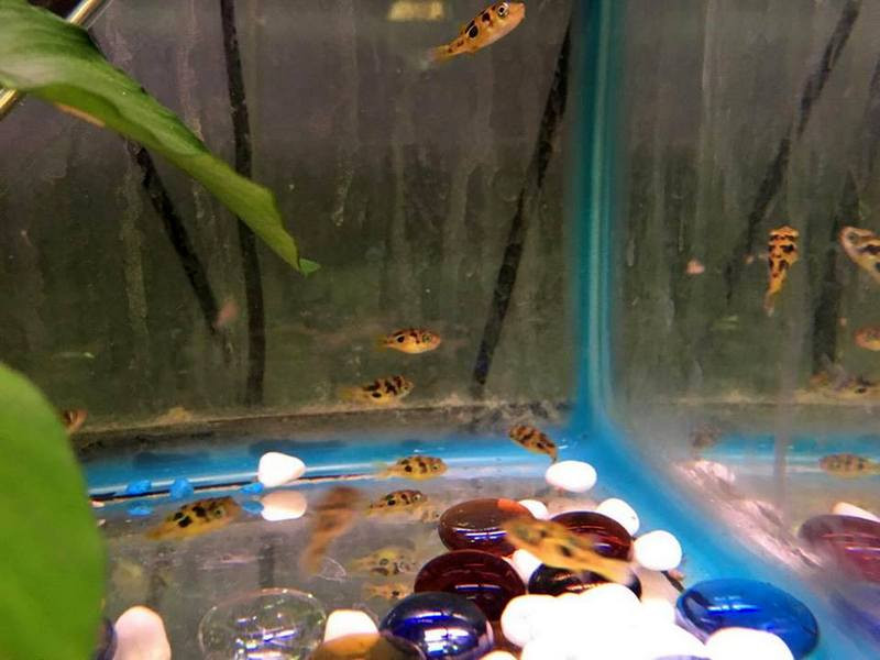 freshwater fish for sale