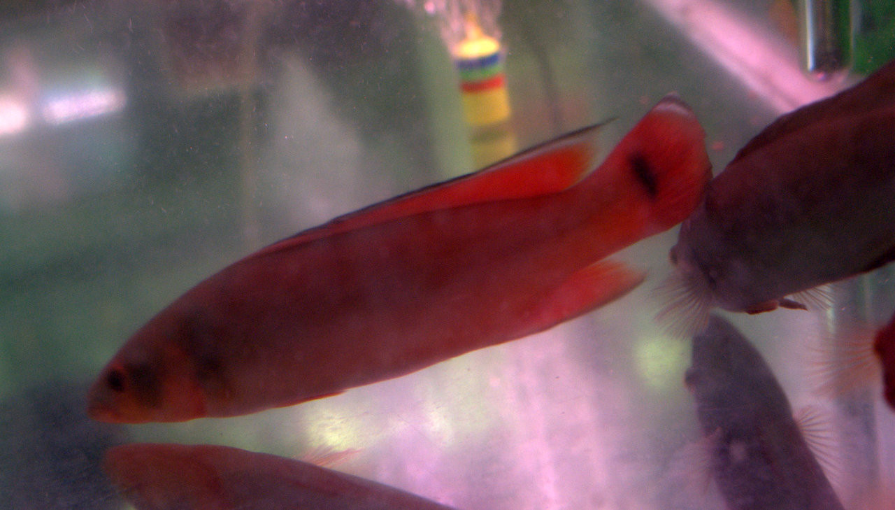cichlids for sale red