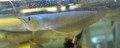 Carnivorous Tropical Fish: Albino Silver Arowana