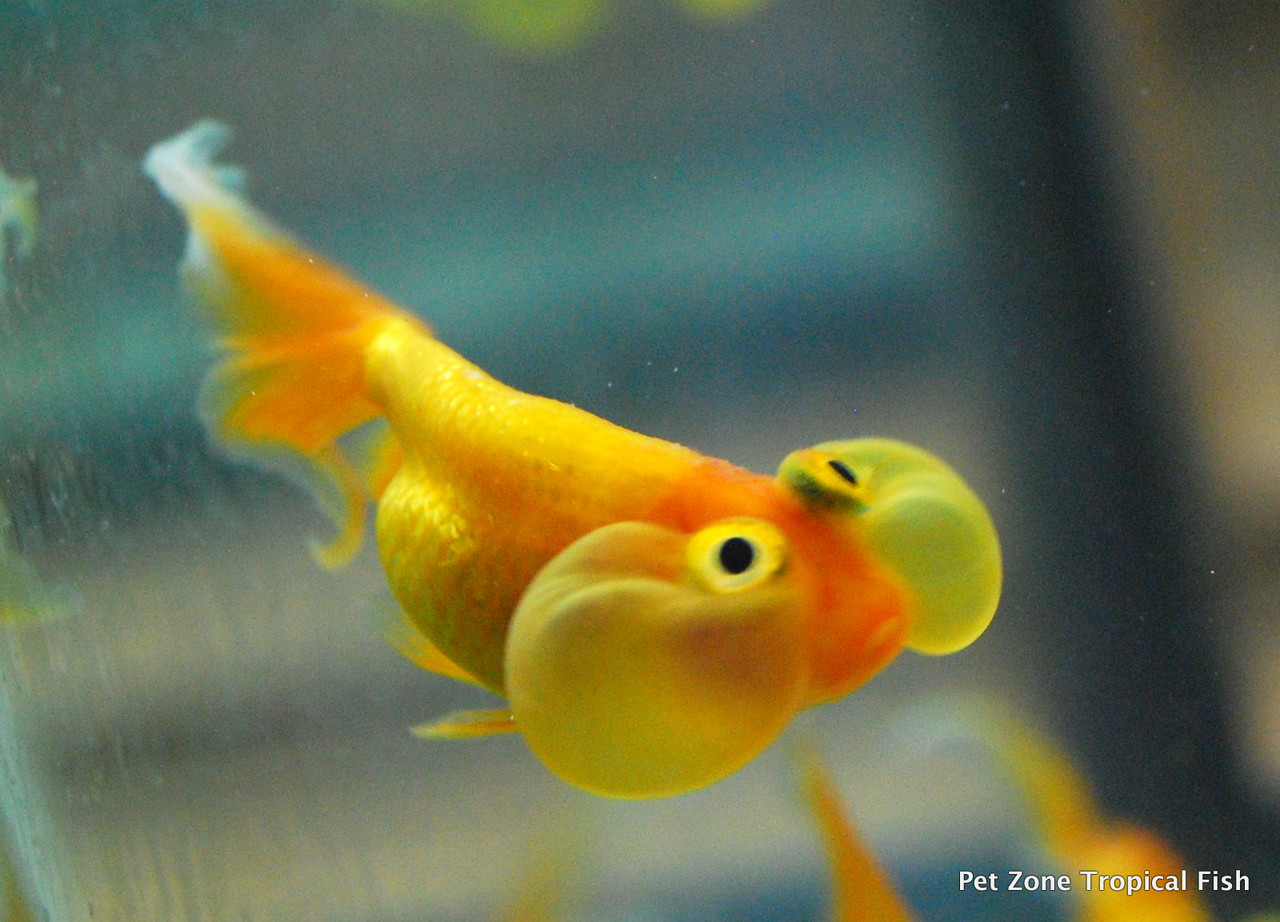 Fancy Goldfish For Sale Bubble Eye Goldfish