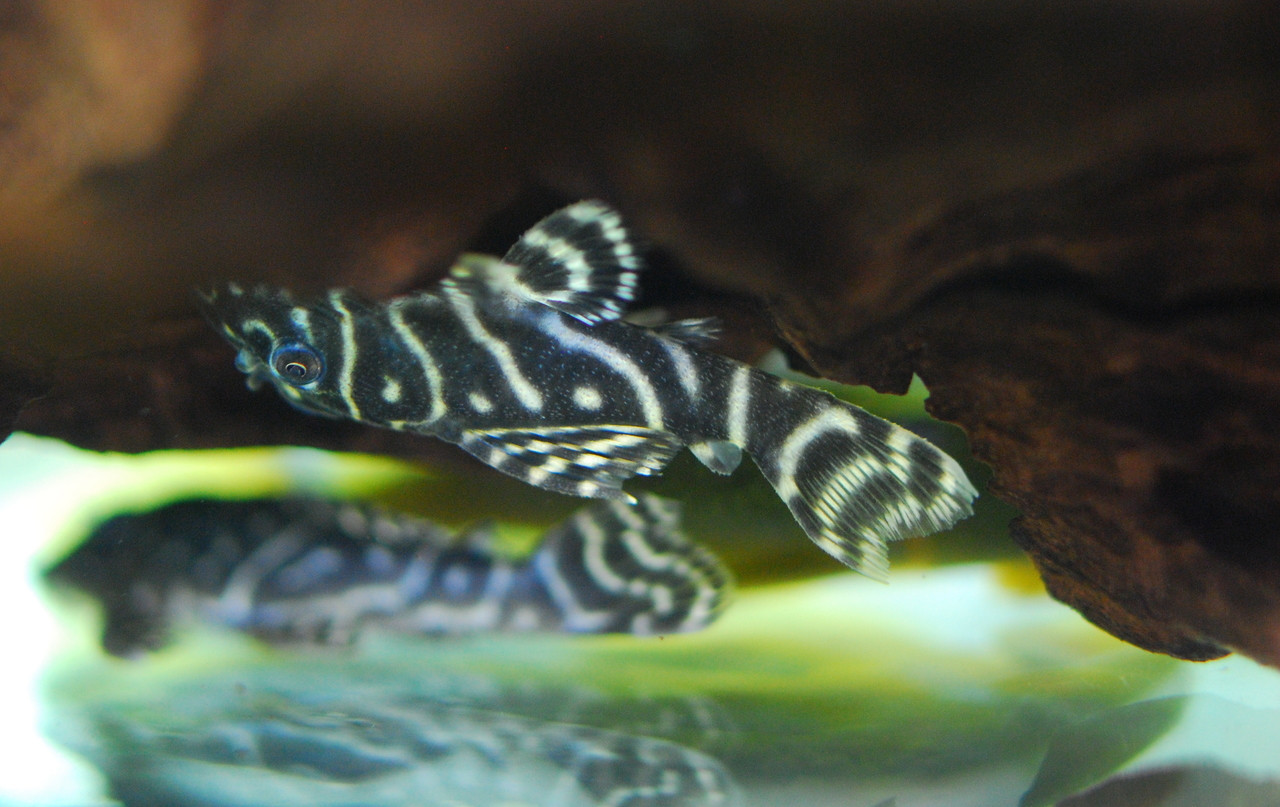 Plecostomus Fish: Fake Zebra Pleco