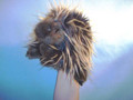 Porcupine Hand Puppet