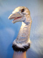 Ostrich Hand Puppet