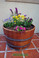 This planter is a 1/2 barrel section and has a wide variety of uses. Excellent for showing your beautiful flowers.