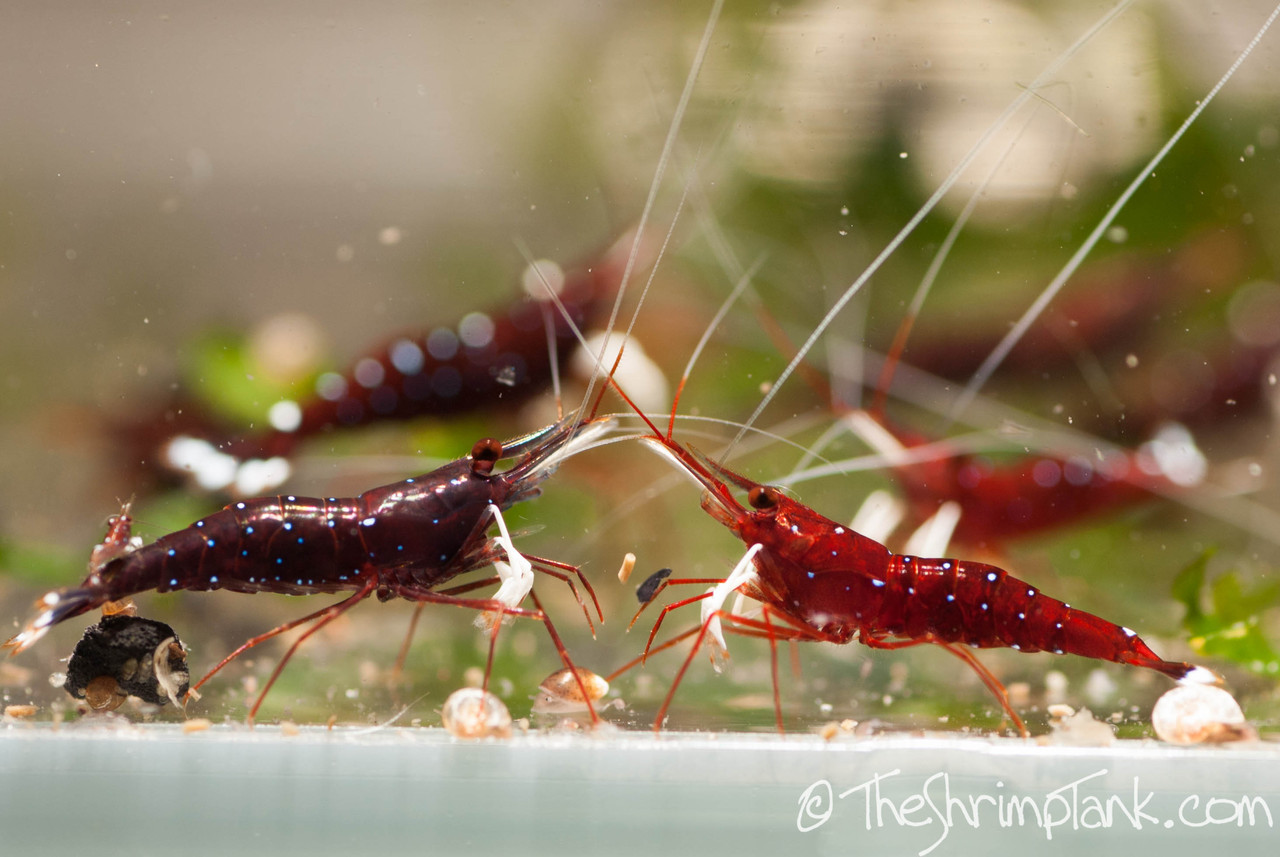 Cardinal Shrimp The Shrimp Tank