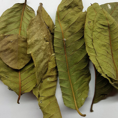 guava leaves 10 leaves about 5g the shrimp tank