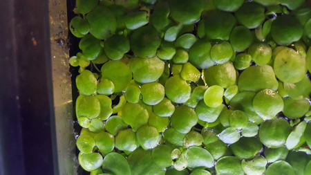 Frogbit The Shrimp Tank Frogbit The Shrimp Tank