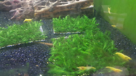 Fissidens Nobilis Moss