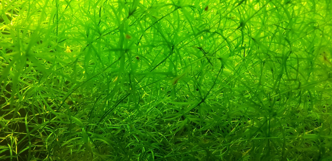 Guppy Grass Najas Guadalupensis Najas Grass The Guppy Grass Najas Guadalupensis Najas Grass The