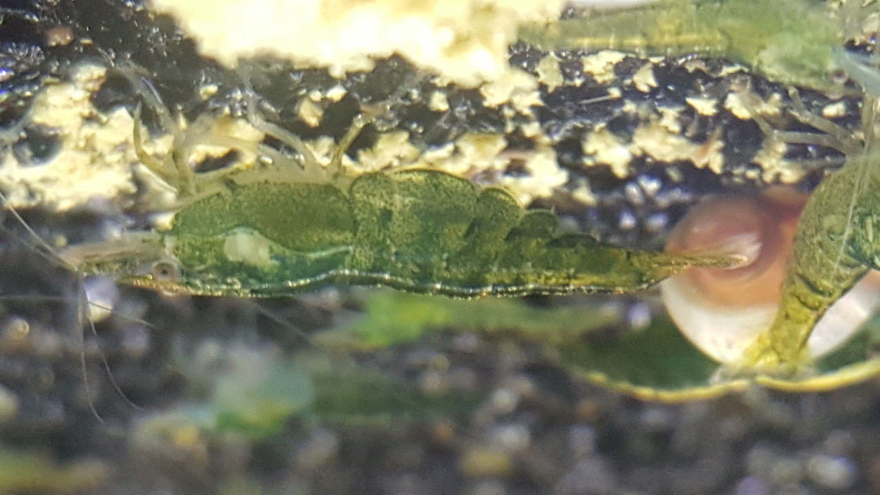 Green Jade Shrimp | Aquarium Shrimp For Sale | Shrimp For Aquarium