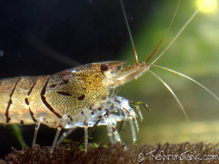 tiger shrimp aquarium tiger