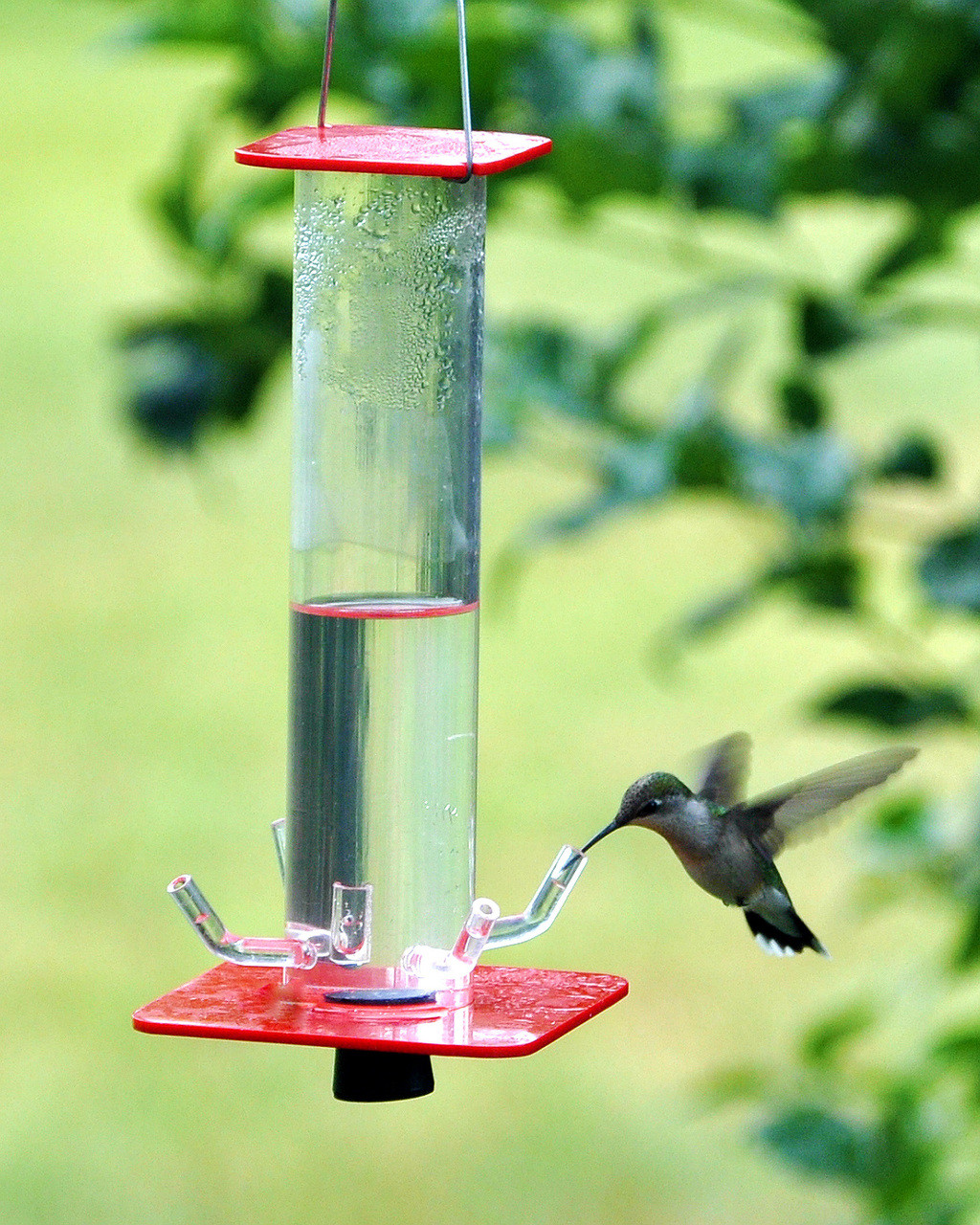 Hummingbird Feeder Hb 1 Peter S Feeders
