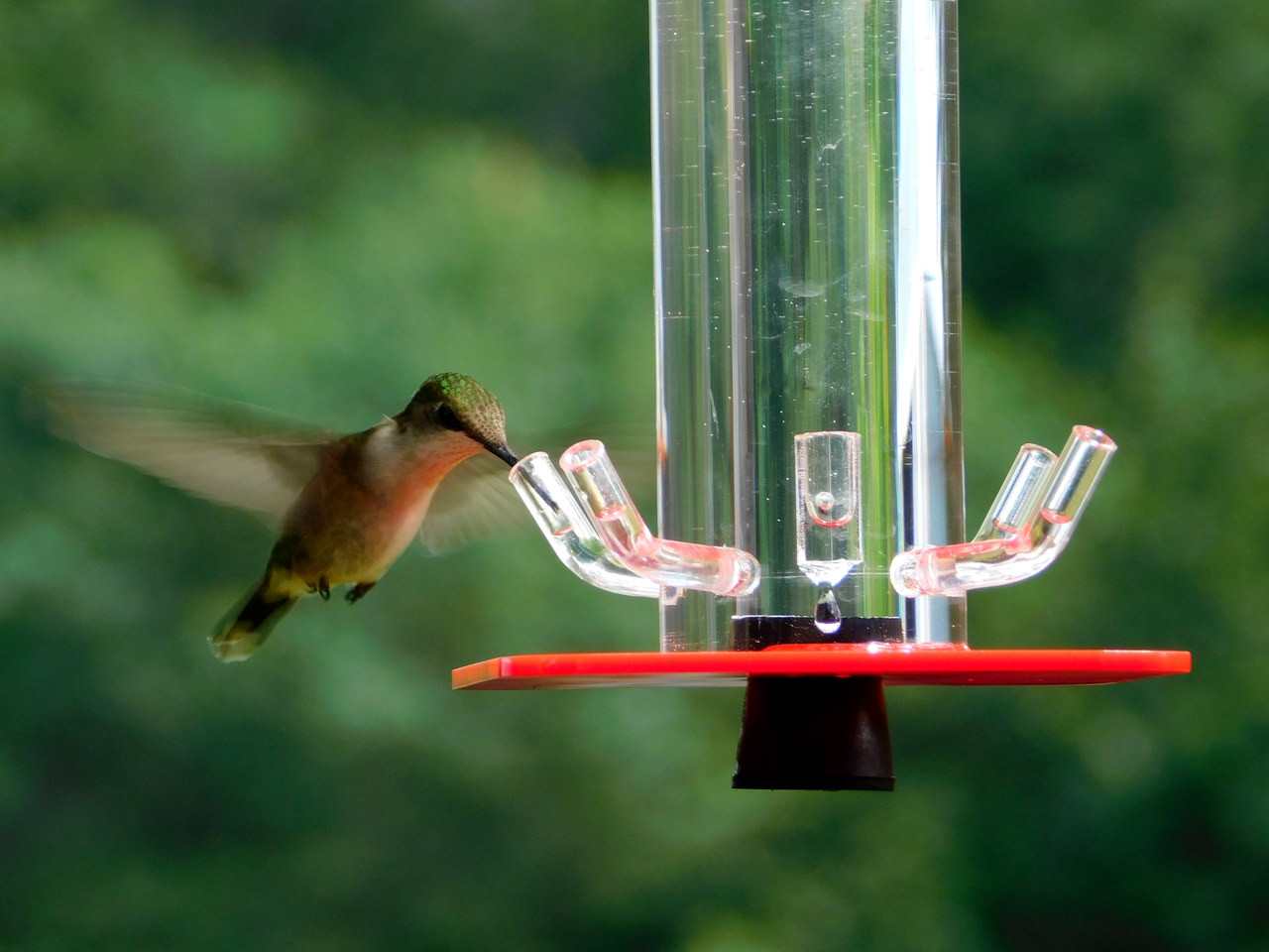 hummingbird feeder supplies