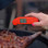Thermapen One thermometer probe measuring steak temperature