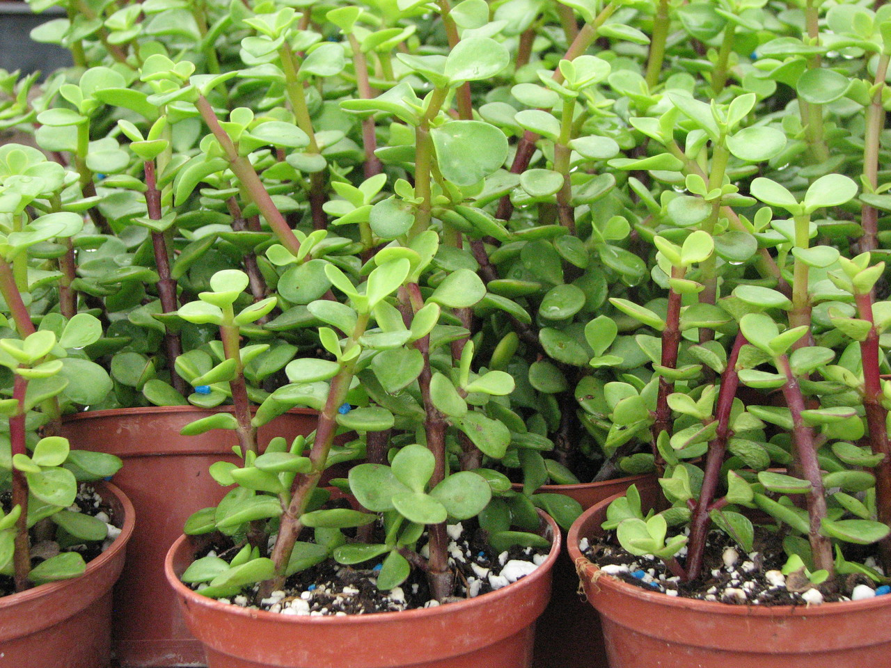 Portulacaria Elephant Bush Succulent Plant - Cactus Limon