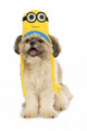 Officially Licensed Minion Bob Knit Dog Headpiece Hat Size M/L