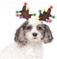 Light Up Reindeer Antlers Dog Pet Holiday Costume Accessory