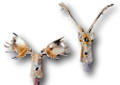 Set of Two Assorted Gilded Resin Moose and Deer Wine Bottle Stoppers