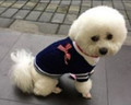 Navy Blue Cable Knit Dog Sweater with Blue & White Striped Bow