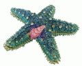 Teal Colored Starfish Figurine Bejeweled Trinket Box w Matching Necklace