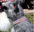 Perfect Pink Giltmore 4-Row Swarovski Crystal Ultrasuede 1/2" Dog Collar