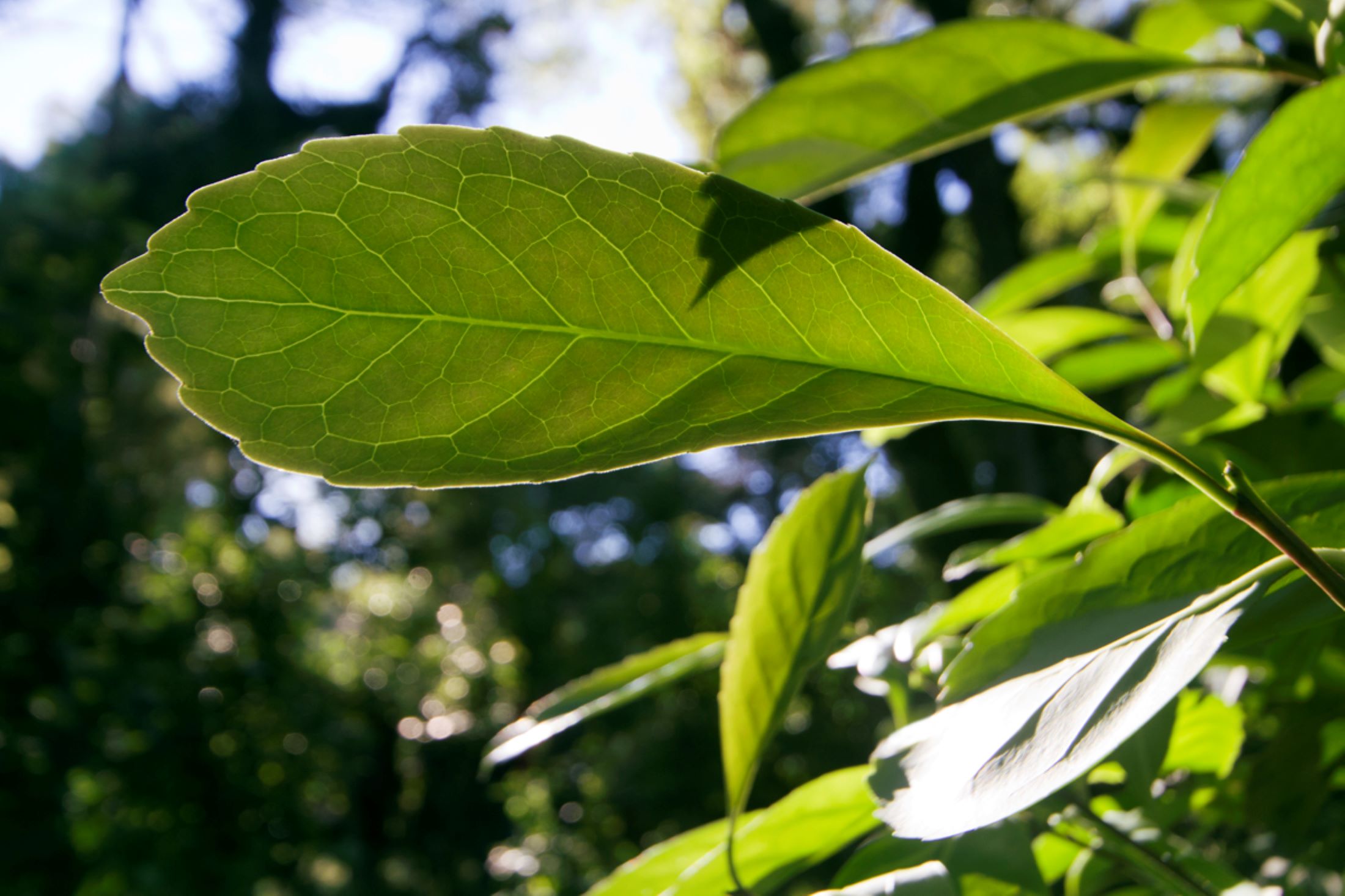 What is Yerba Mate? What does Yerba Mate taste like?