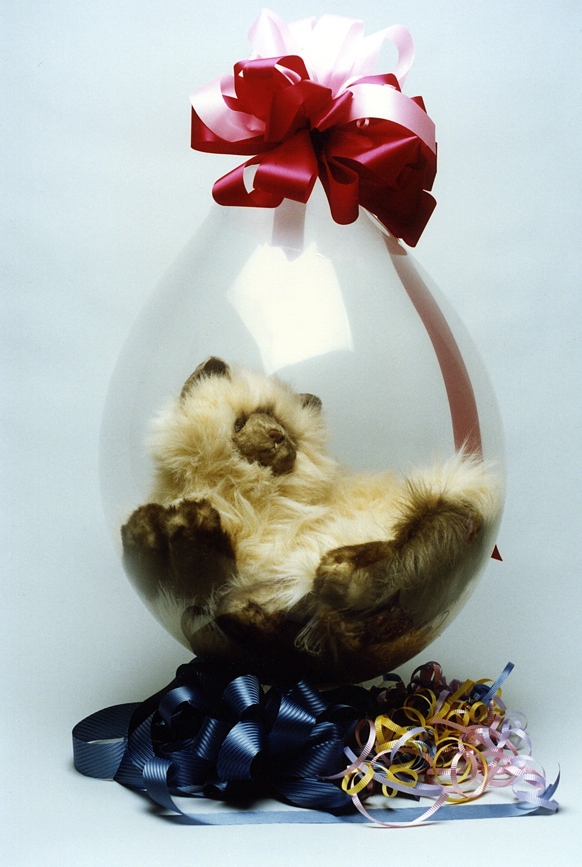 18-inch-qualate-stuffing-balloon-cat.jpg