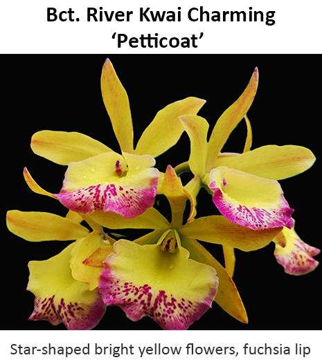bct-riverkwaicharming-petticoat2.jpg bct-riverkwaicharming-petticoat2.jpg