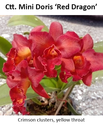ctt-minidoris-reddragon.jpg