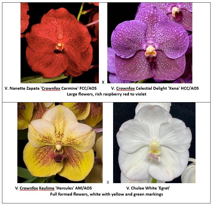 rf4818-seedling-pg-1.jpg
