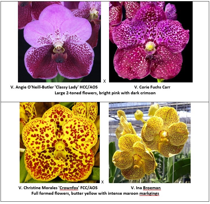 rf4818-seedling-pg-2.jpg
