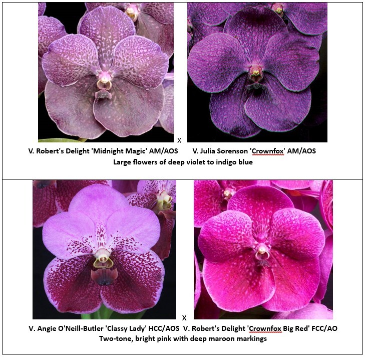 rf4818-seedling-pg-3.jpg