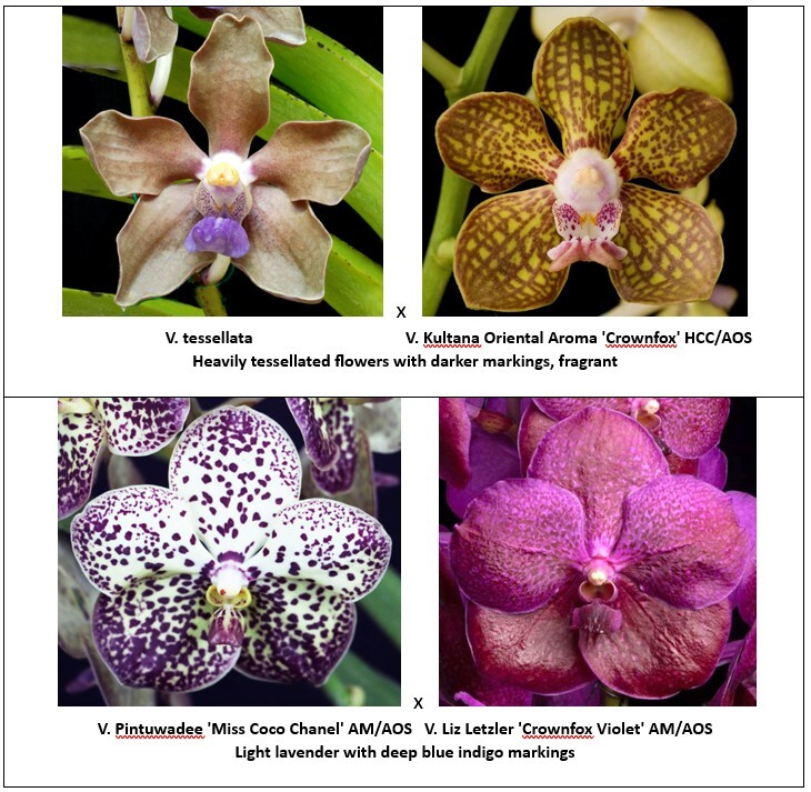 rf4818-seedling-pg-4.jpg