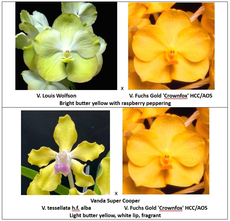 rf4818-seedling-pg-5.jpg