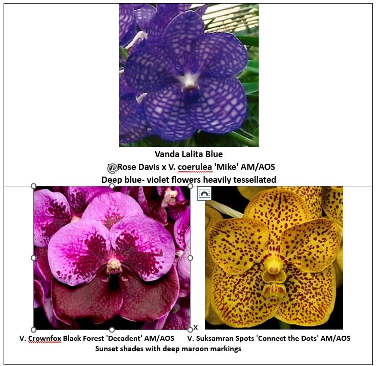 rf4818-seedling-pg-6.jpg