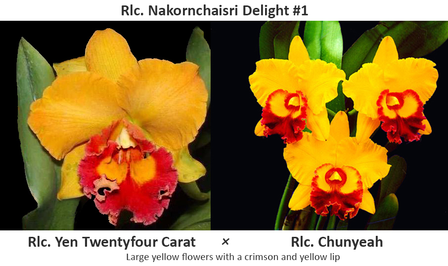 rlc-nakornchaisridelightno1-parents.jpg rlc-nakornchaisridelightno1-parents.jpg